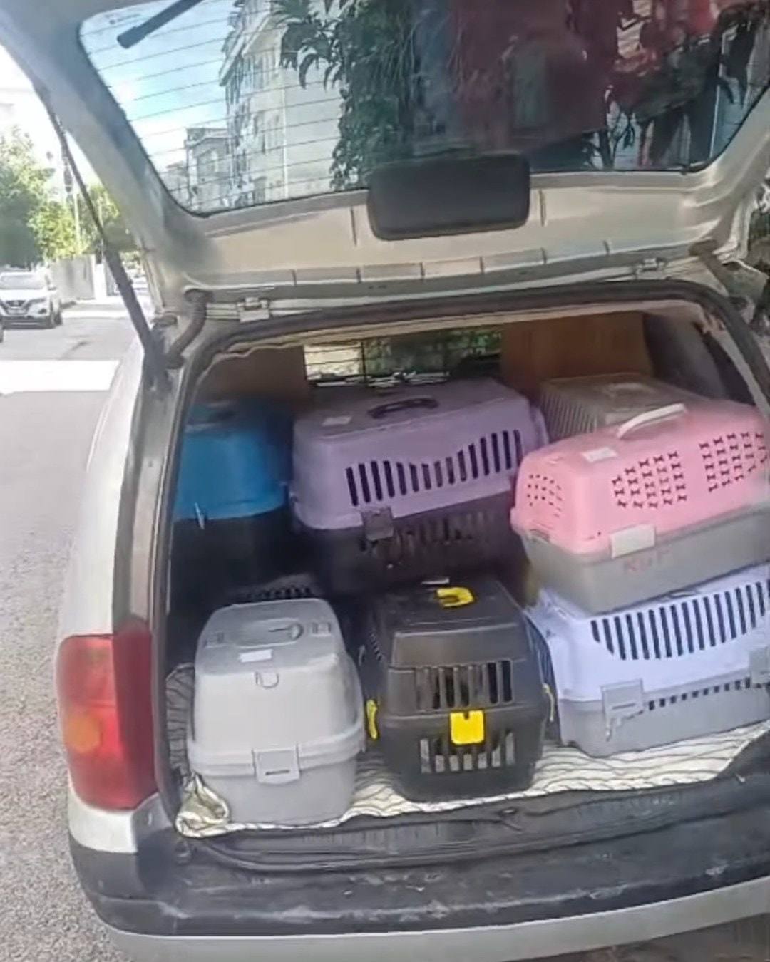 Aracın bagajında üst üste dizilmiş renkli kedi taşıma kafesleri.