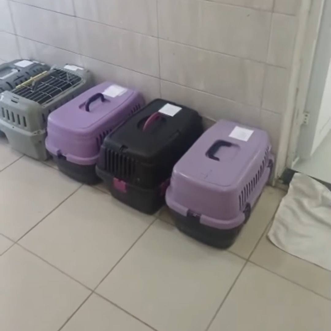 Klinik koridorunda duvar kenarına dizilmiş beş taşıma kafesi.