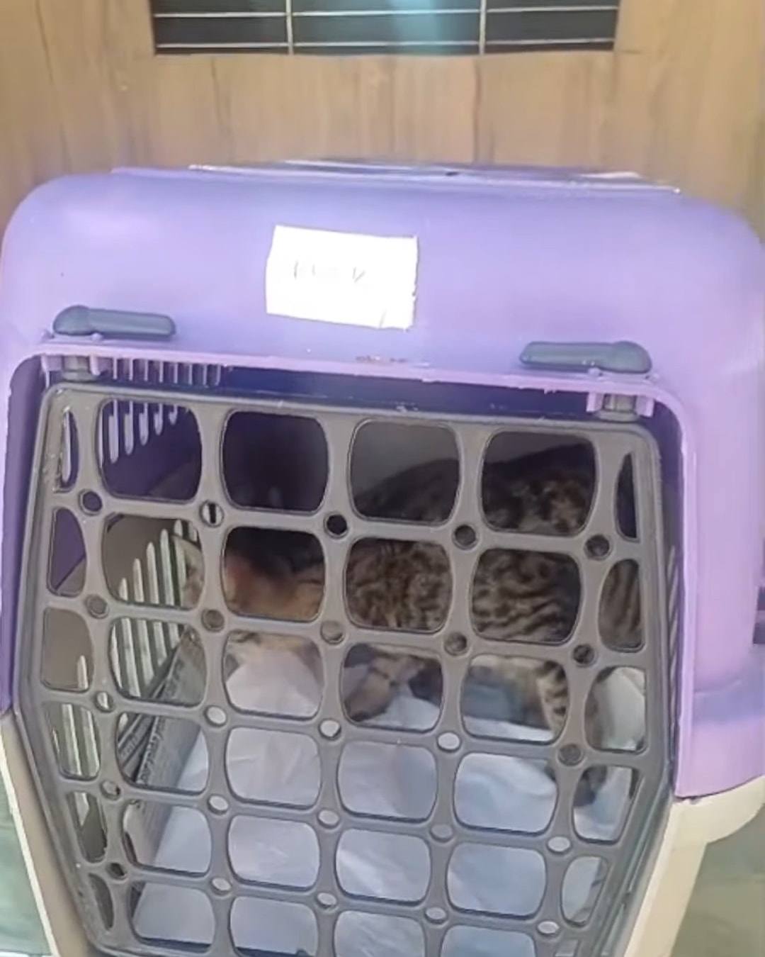 Mor bir taşıma kafesinin içinde tekir bir kedi, aracın arka bölmesinde.