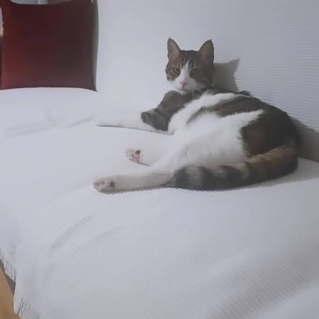 Beyaz yatak örtüsünün üzerinde uzanmış, gri beyaz bir kedi.