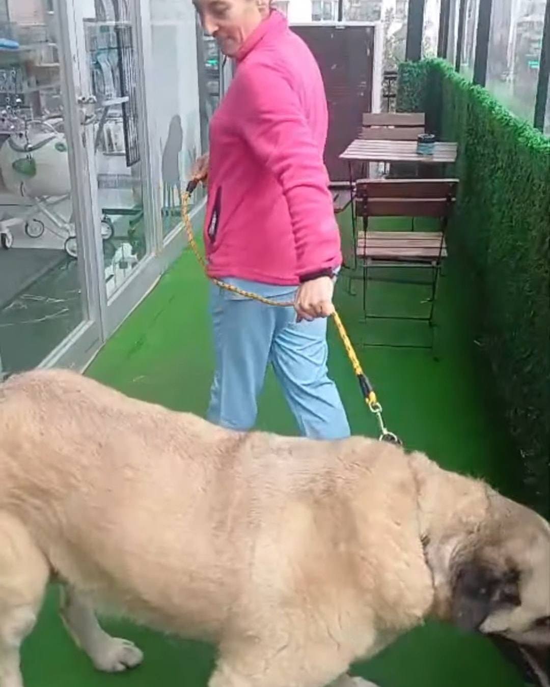 Pembe montlu bir kadın, iri yapılı bir çoban köpeğini tasmasıyla yürütüyor.