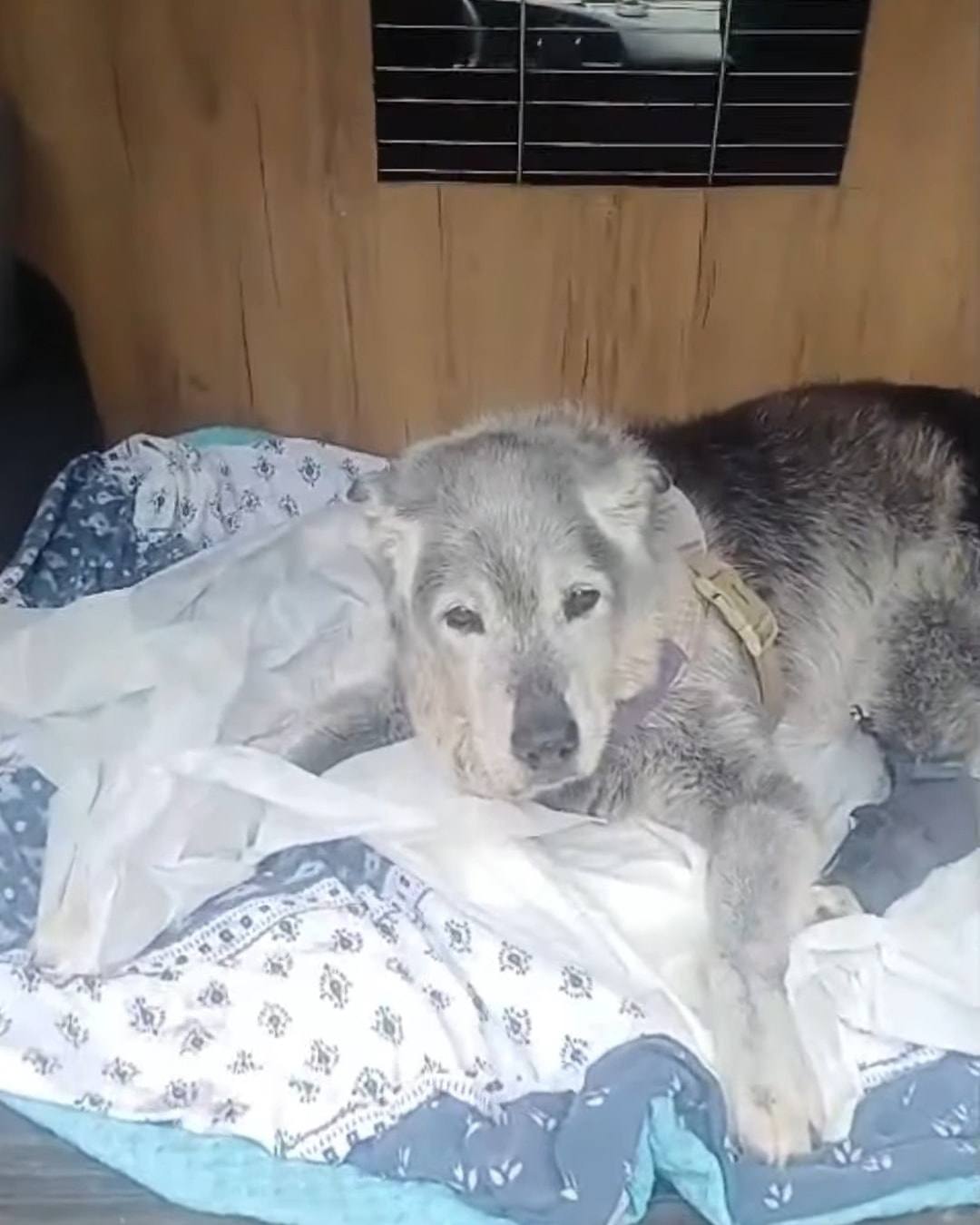 Yaşlı, gri tüylü bir köpek aracın ahşap kaplı arka bölmesinde battaniyelerin üzerinde dinleniyor.
