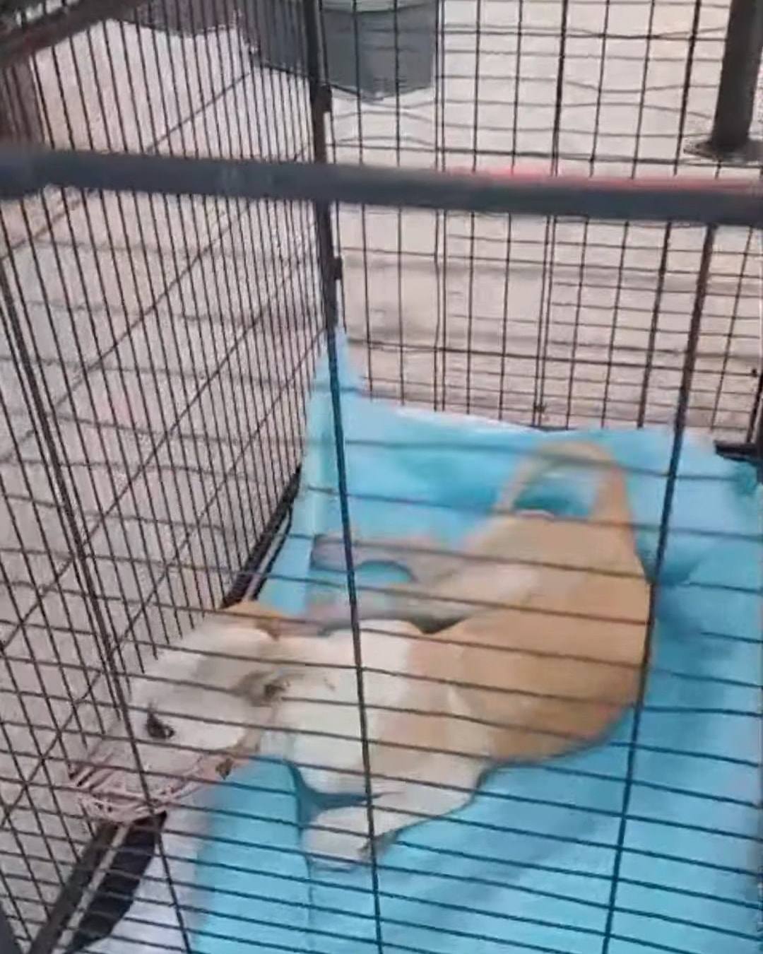 Sarı tüylü bir köpek tel kafesin içinde mavi minderin üzerinde uyuyor.