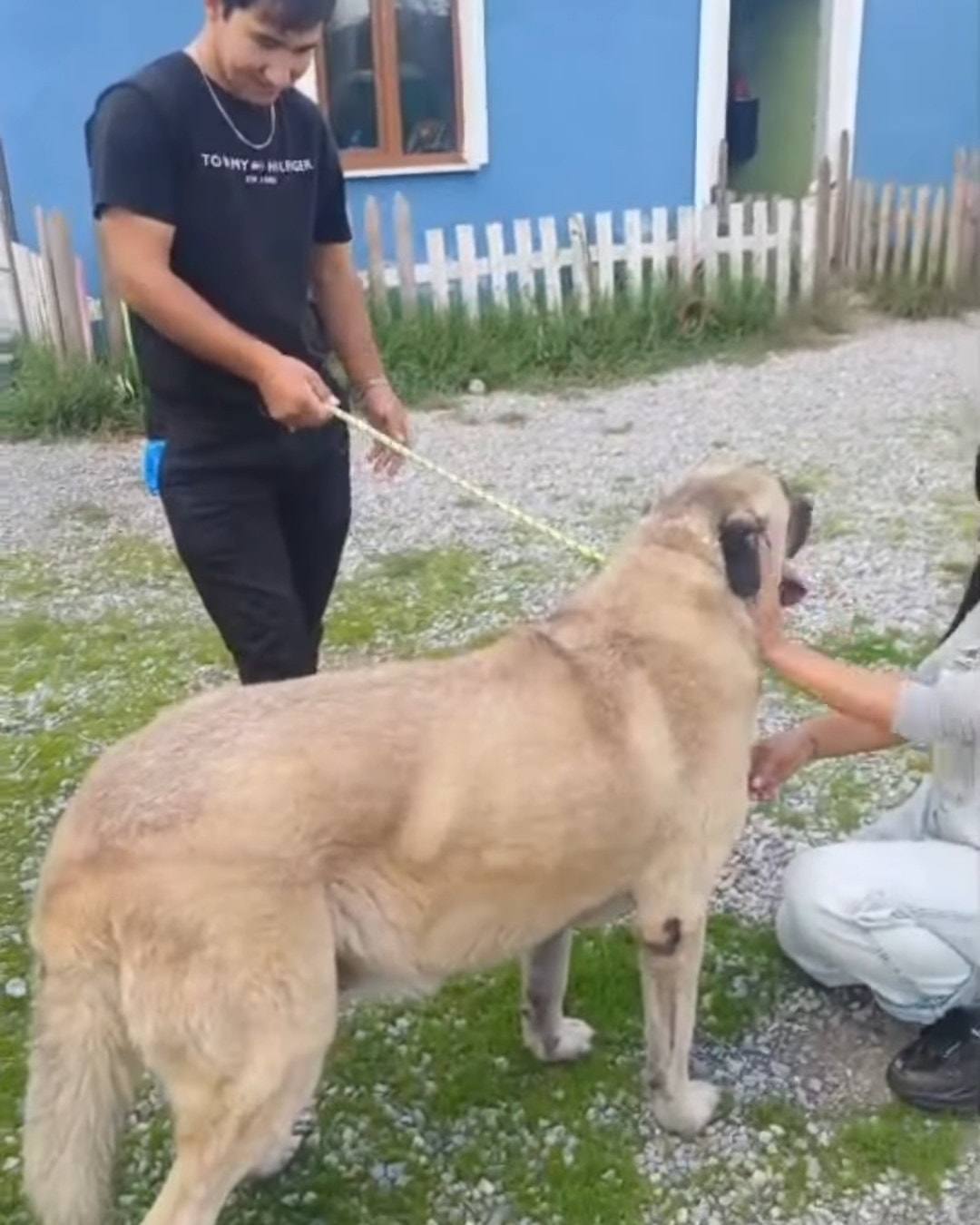 İri, açık renkli bir köpek bahçede iki kişi tarafından seviliyor.