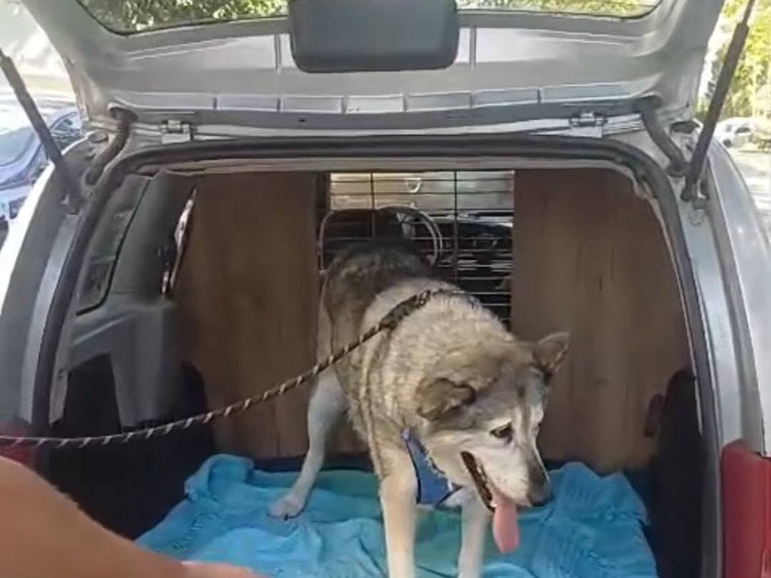 Kurt görünümlü bir köpek, bagaj kapağı açık aracın mavi havlu serili arka bölümünde duruyor.