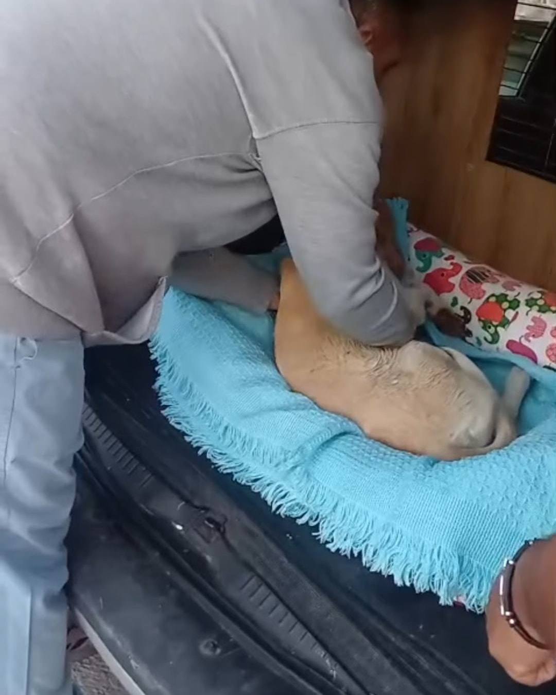 Ekibimizden biri, sarı tüylü bir köpeği araçtaki turkuaz battaniyenin üzerine yerleştiriyor.