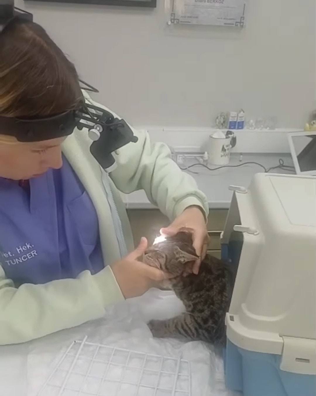 Bir veteriner hekim, taşıma kafesinin yanında tekir bir kediyi muayene ediyor.