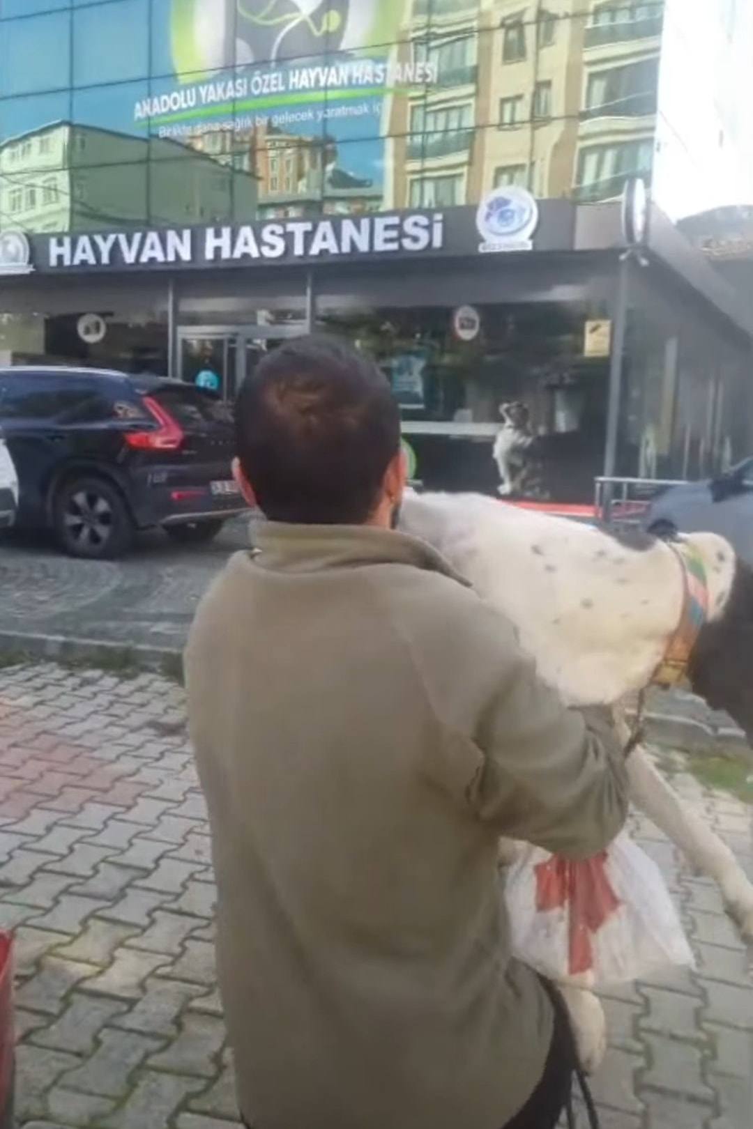 Bir kişi kucağında beyaz bir köpekle hayvan hastanesinin girişine doğru yürüyor.